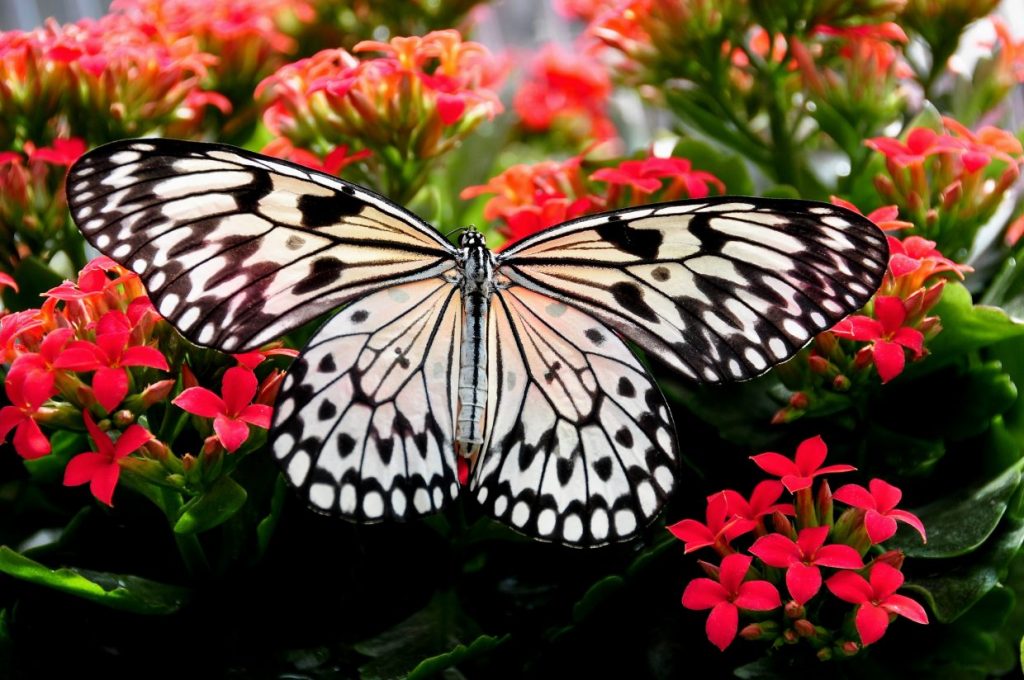 Butterfly on blooms
